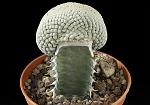 Euphorbia piscidermis f. crestata  Cm. 6 € 49,00